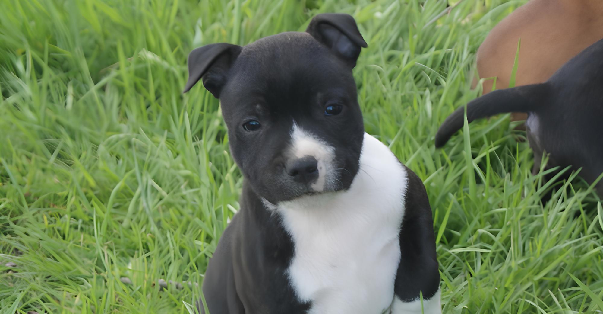 Accompagnement Spécial Chiot (ou jeune animal)