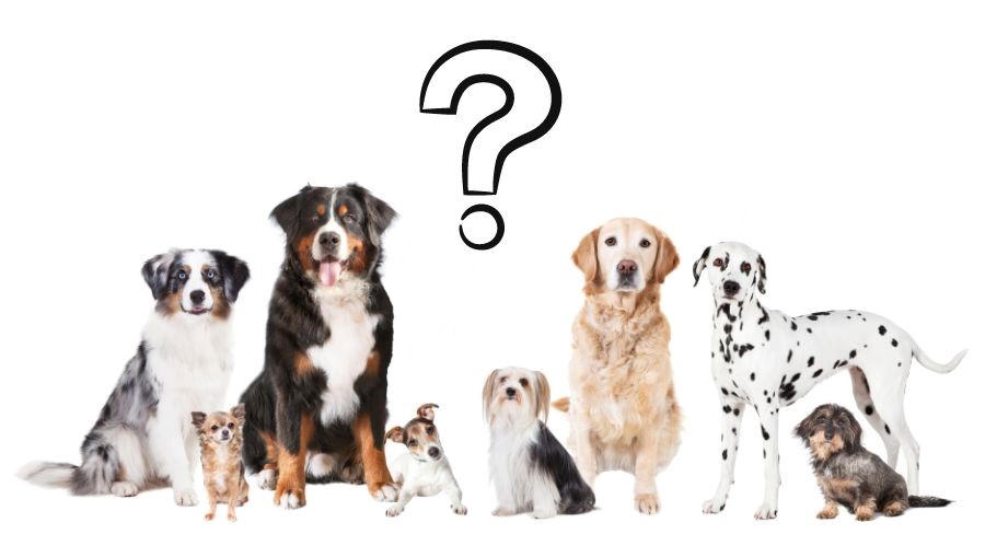 Accompagnement au Choix d'un Compagnon